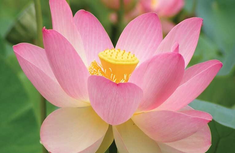 SACRED FLOWERS: A Glimpse on Importance of Flowers in Divinity