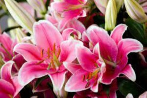 Lily: Colorful six-petaled blooms that makes this flower famous!