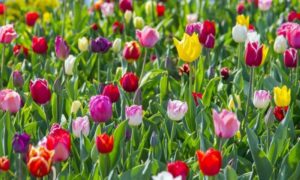 Delhi will be decorated with 2 lakh tulip bulbs this winter