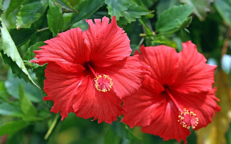 Gardening Tips for Hibiscus Plant