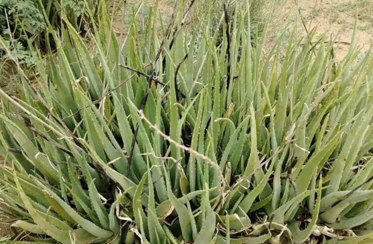 Aloevera farming : राजस्थान के कई इलाकों में किसान उगा रहे हैं एलोवेरा, दिल्ली व जयपुर में भारी मांग !