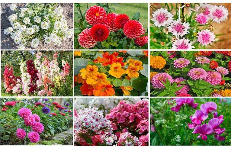 Top Winter Season Flower: सर्दियों के मौसम में इन फूलों से महकाएं अपनी बगिया!