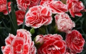 Carnation-Cultivation-in-Greenhouse