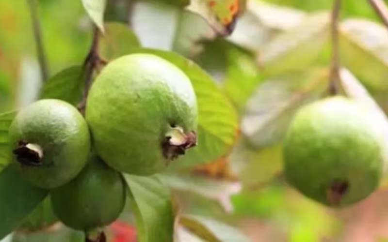 Bihar government is giving bumper subsidy on planting of guava plants, you have to apply here