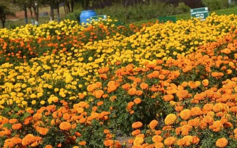 The farmers of Madhubani are preparing the future of their children by cultivating flowers