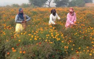 Artificial flowers have ruined the market of real flowers, farmers are upset