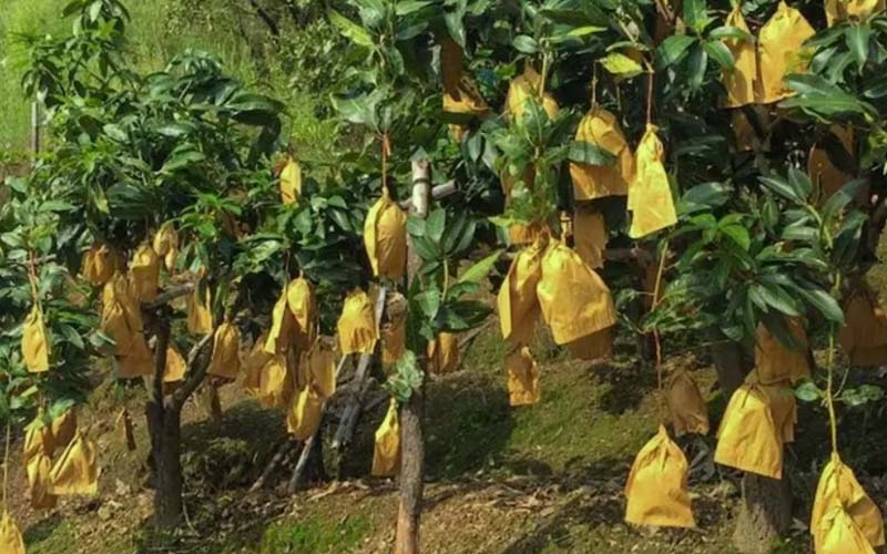 'Fruit cover bag' technology is becoming very popular among gardeners.