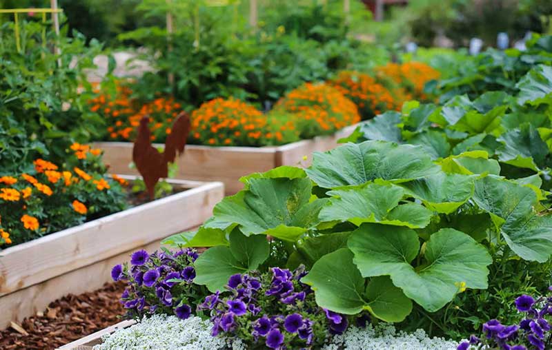 If you are also fond of gardening then keep these things in mind, otherwise the plants will get spoiled.