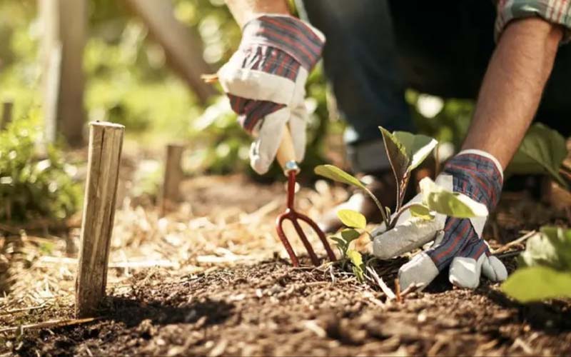 Gardening can improve your mental health