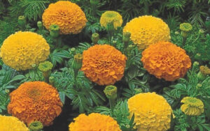 Marigold Farming : गेंदे के फूल की खेती से किसानों को हो रहा है जबरदस्त मुनाफा, मिट्टी भी हो रही है उर्वरक