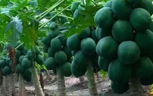 Farmers of Gorakhpur in Purvanchal are getting rich from papaya cultivation