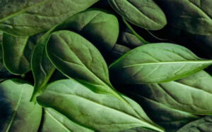 The farmer will have a big profit from these leafy vegetables coming in the winter season!