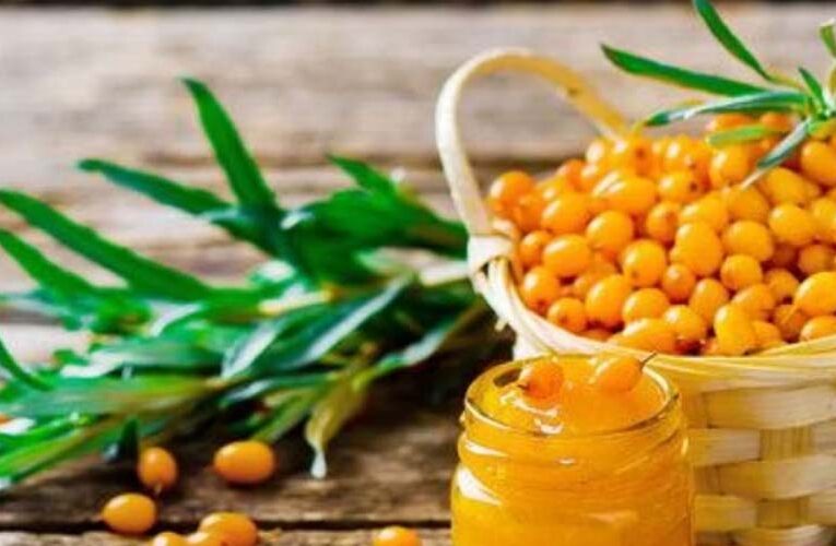 Seabuckthorn Get GI Tag: लद्दाख के अद्भुत फल सीबकथोर्न फल को मिला जीआई टैग, जानिए क्या है इस फल की खास बातें