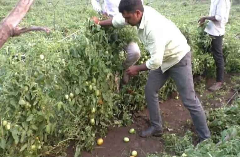 महाराष्ट्र में बेमौसम बरसात के कारण टमाटर की फसल हुई बर्बाद