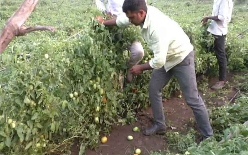 Due to unseasonal rain in Maharashtra, the tomato crop was ruined