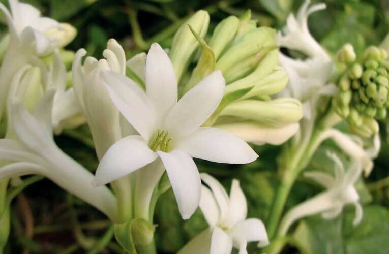 Tinting in Tuberose: Impregnating the atmosphere with sweet fragrance