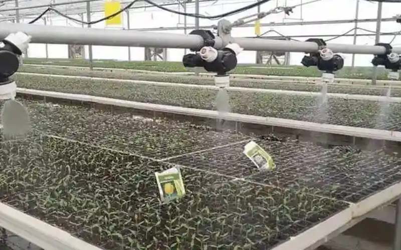 Hi-tech nurseries are being prepared to provide high quality plants to the farmers of Uttar Pradesh