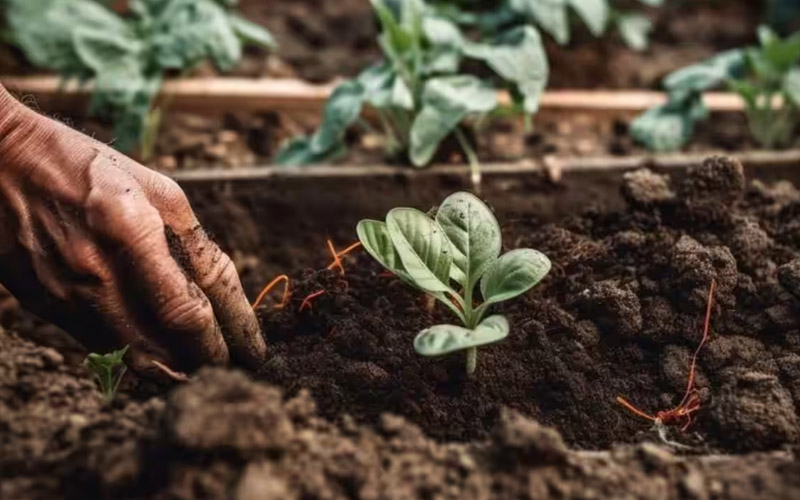 Government has started Krishi Sakhi Training Yojana to teach farmers how to do natural farming