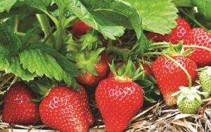 Farmers of Pune will now cultivate strawberries, the Department of Agriculture is giving grants