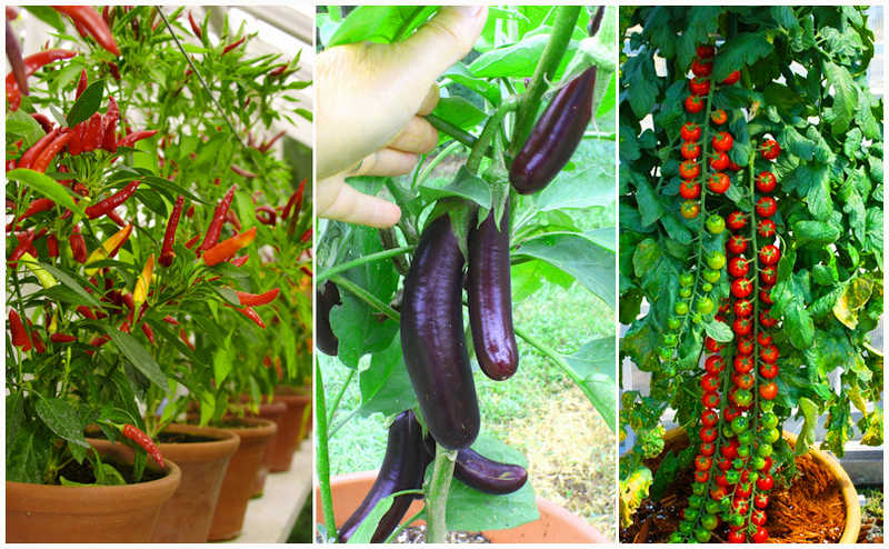 When you grow vegetables in pots at home, keep these things in mind