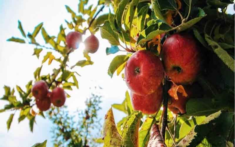 In Himachal Pradesh's Kullu, the demand for American apples has increased, the horticulture department will provide plants