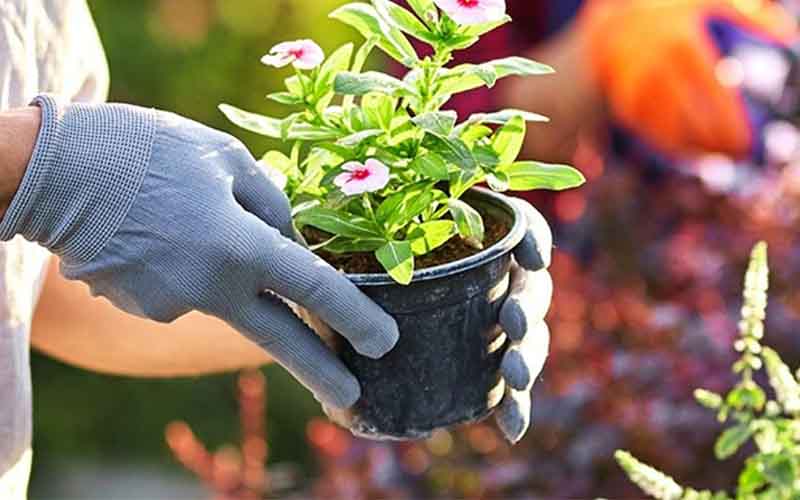 Gardening Tips: If you are also fond of gardening, try these tips once!