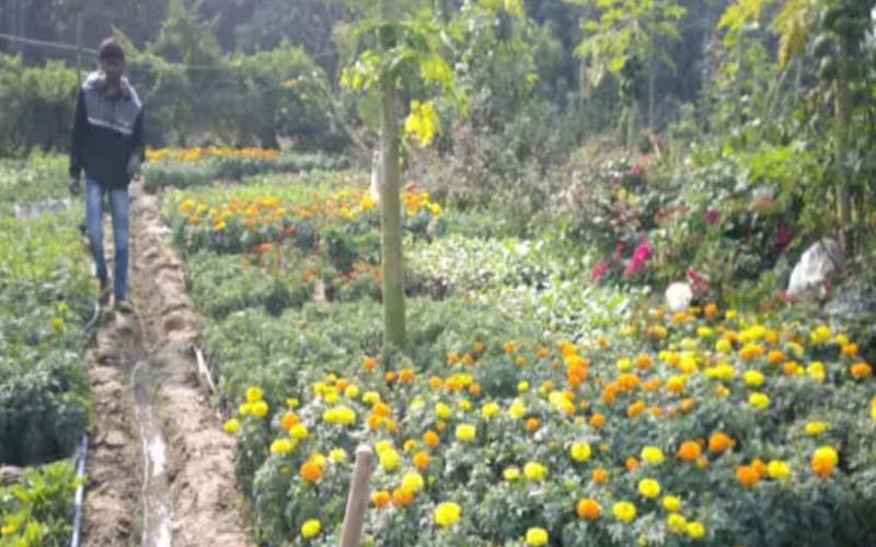 Farmers are earning bumper income from flower cultivation