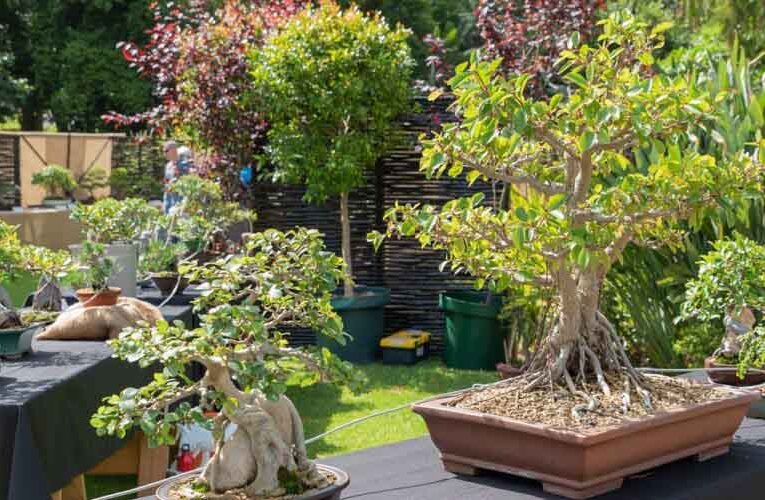 Bonsai & Chrysanthermum Festival at the Garden of Five Senses