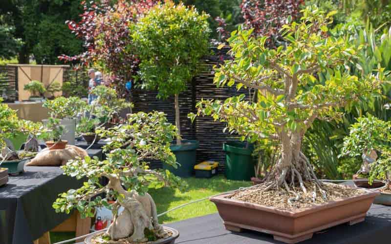 Bonsai & Chrysanthermum Festival at the Garden of Five Senses