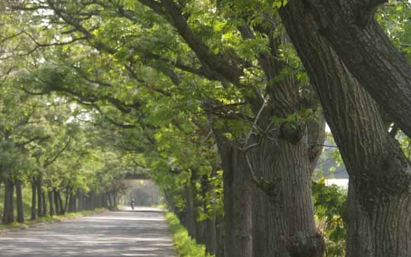 Delhi Municipal Corporation will recognize the trees with the new technology of artificial intelligence