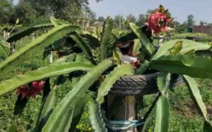 Farmer Man Singh's luck has been changed by the cultivation of dragon fruit, he is making bumper earnings