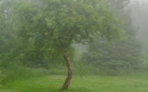 Fog in garden