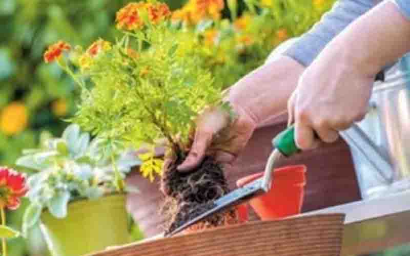 Gardening tips taught to students in Rampur, Himachal Pradesh