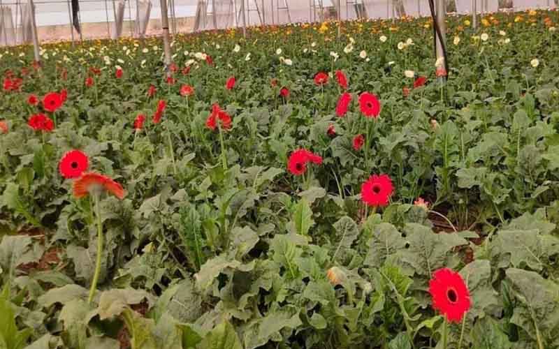 Farmers in Chaibasa of Jharkhand are getting huge profits from the cultivation of gerbera corona