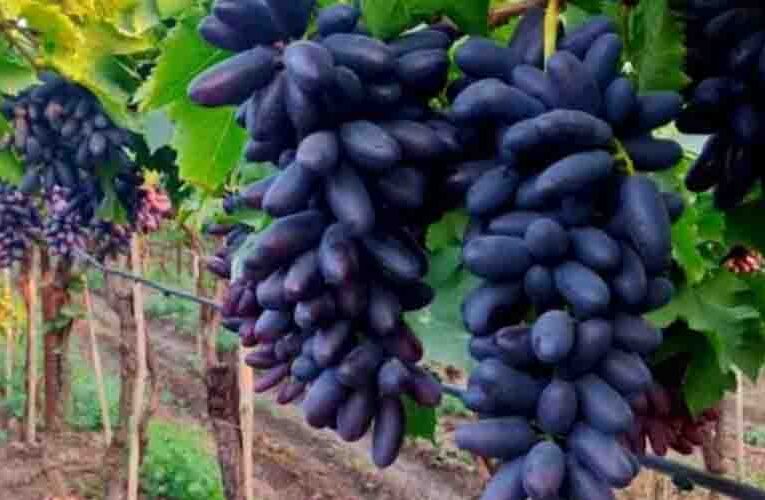 Black grapes farming : काले अंगूर की खेती से मिलेगी अच्छी पैदावार, जानिए कैसे