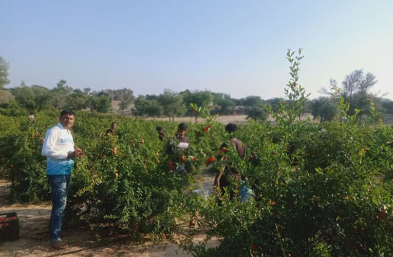 अनार के बागानों से लहलहा रही है बाड़मेर की धरती