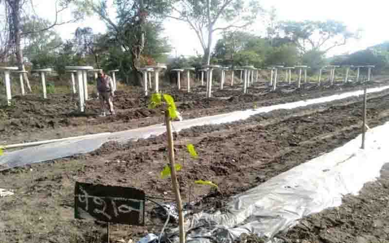 Horticulture is being prepared under the upgradation scheme in Ratlam, rare plants will be found