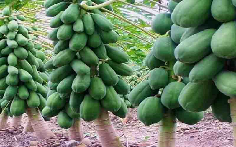 Farmers are benefiting from papaya cultivation, Bihar government is giving subsidy to the farmers.