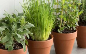 Home Garden These 3 fertilizers are best for plants, keep plants healthy