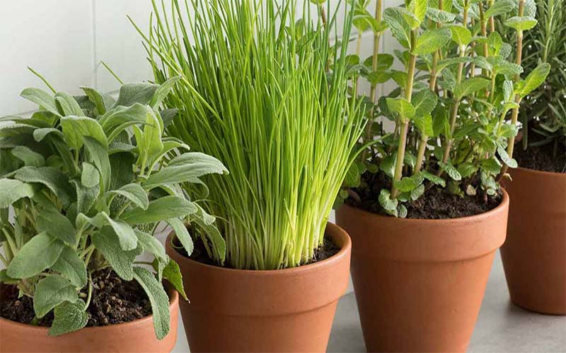 Home Garden These 3 fertilizers are best for plants, keep plants healthy