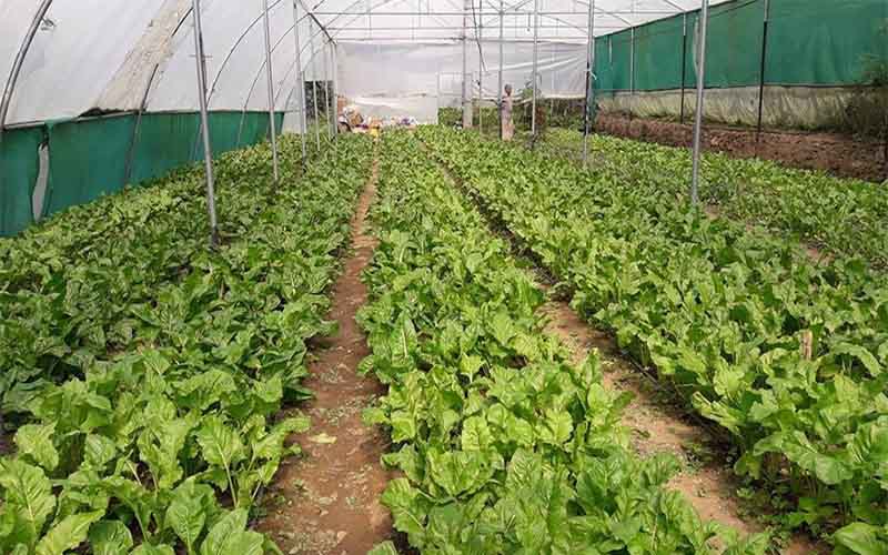 Chetan Thakur of Himachal Pradesh is making huge profits from off-season vegetable production