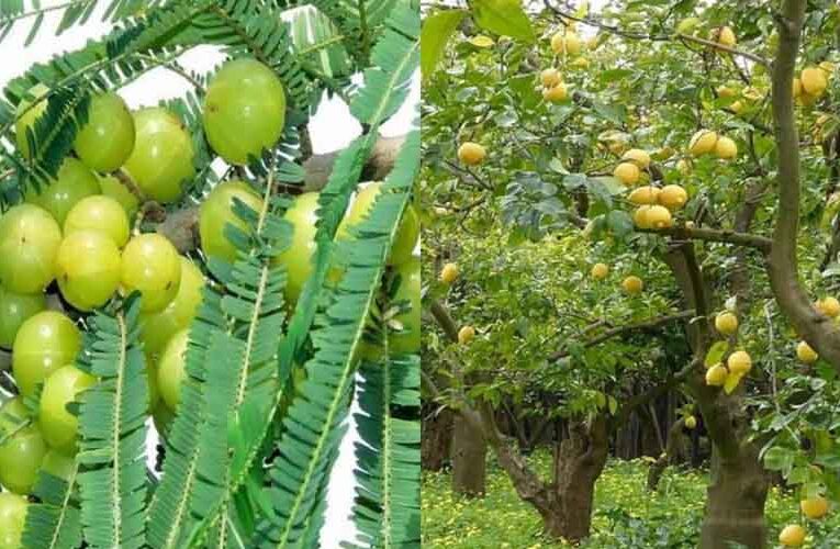 बिहार सरकार दे रही है आंवला, नींबू व कटहल की बागवानी करने वालों को पचास प्रतिशत अनुदान