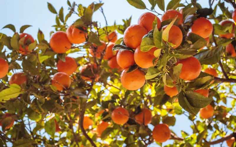 Persimmon fruit cultivation