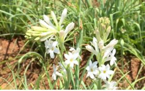 Cultivate tuberose flower