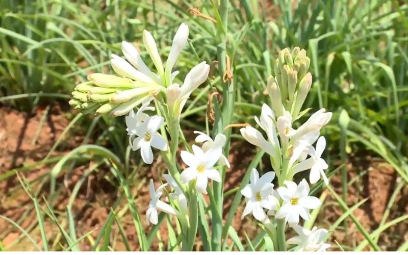 Cultivate tuberose flower