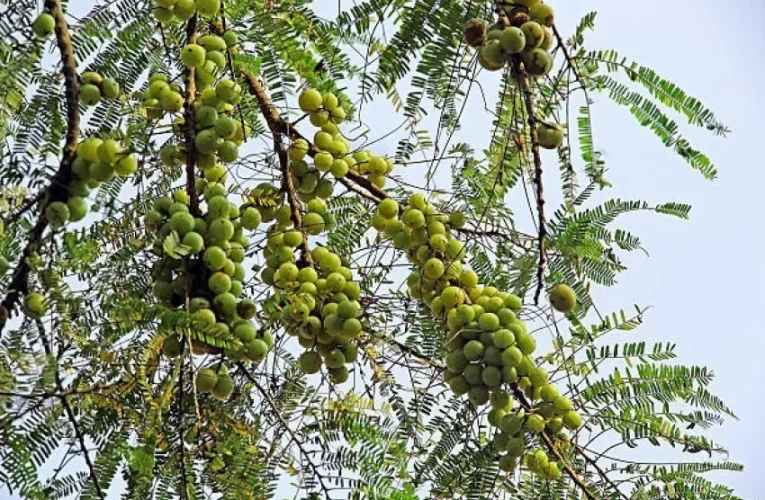 आंवलें की खेती से मालामाल हो रहे हैं किसान ,साल में होती है बंपर कमाई