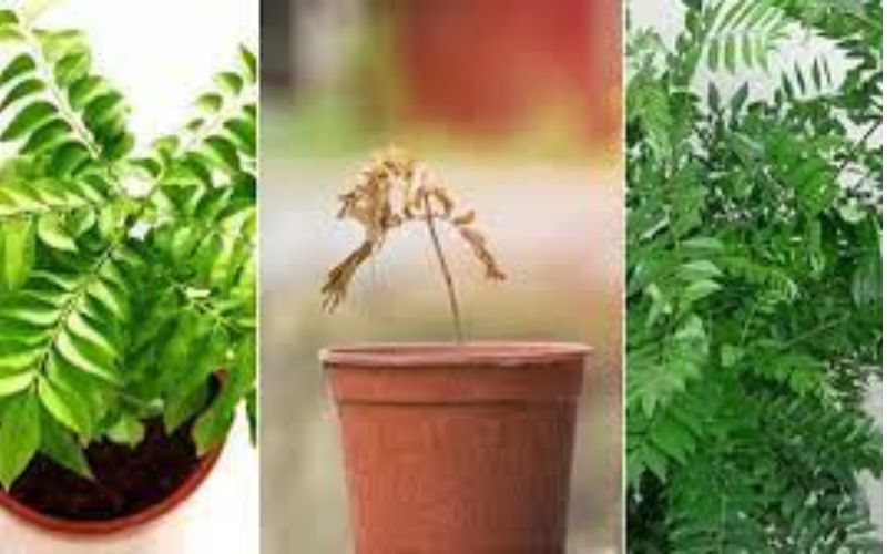 You can easily plant curry leaves plant in a pot at your home. Planting a curry leaf plant in the kitchen garden can have many benefits