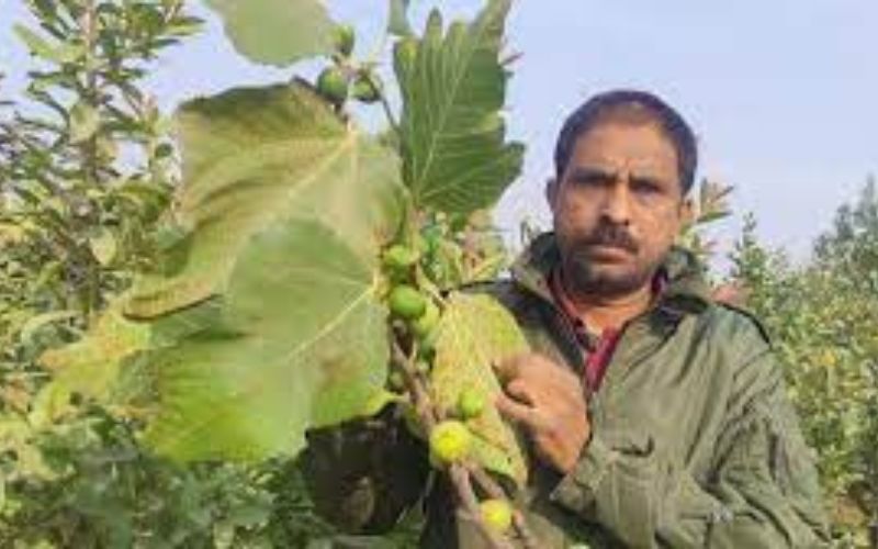 Farmer sees a ray of hope in fig cultivation