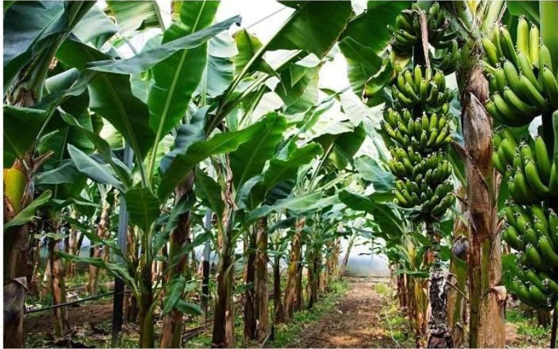 farmers regarding banana cultivation