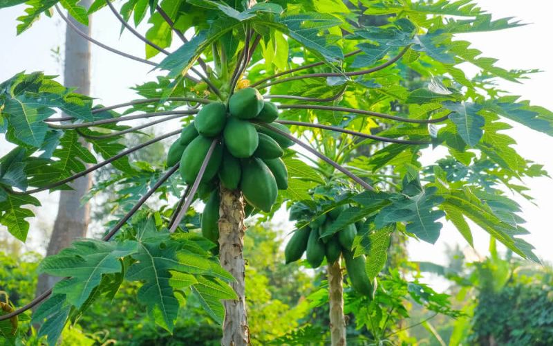 papaya cultivation.